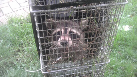 raccoon trapping in dayton