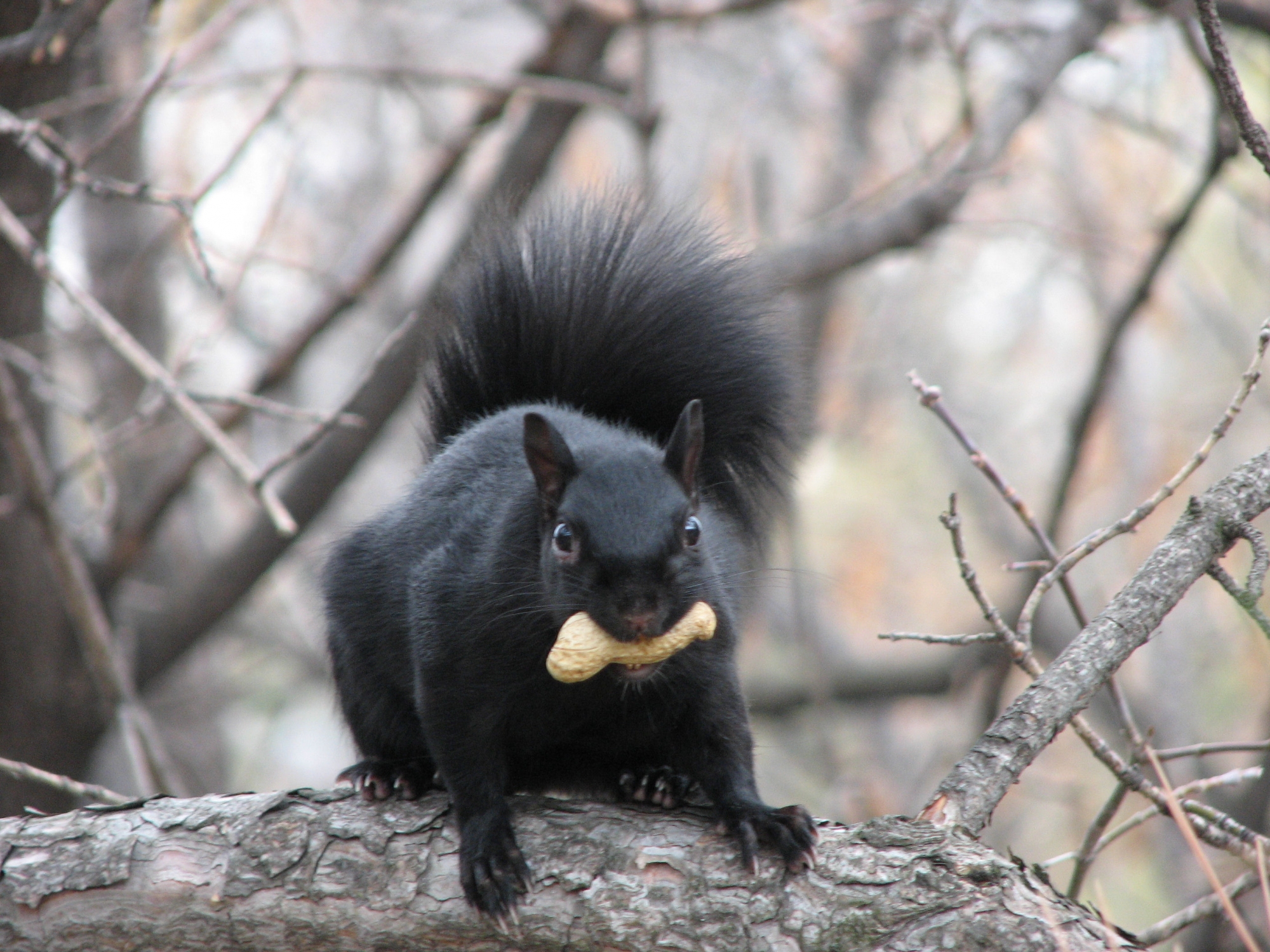 Fairborn Squirrel Removal Service